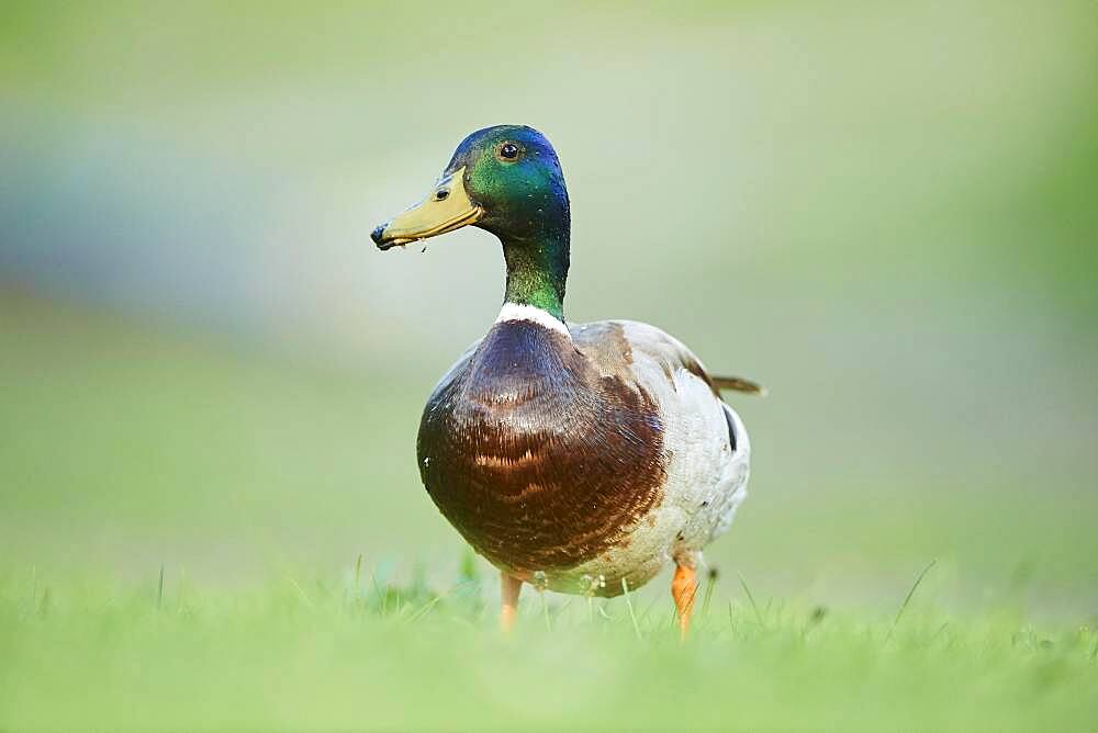 Mallard (Anas platyrhynchos) male standing on a meadow, Bavaria, Germany, Europe