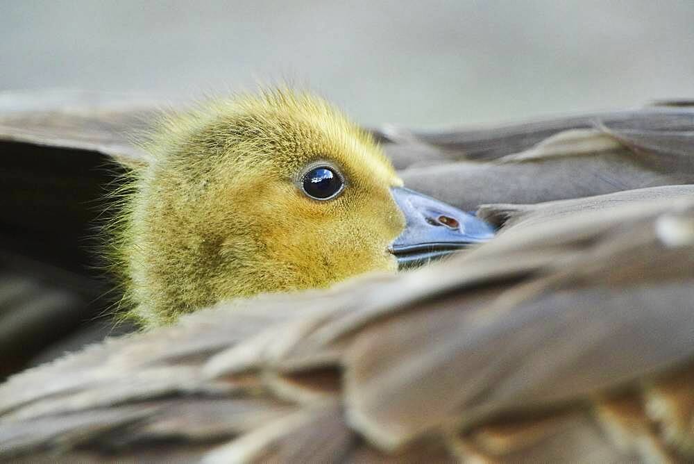 Canada goose (Branta canadensis) chick under the feathers of its mother, Frankonia, Bavaria, Germany, Europe