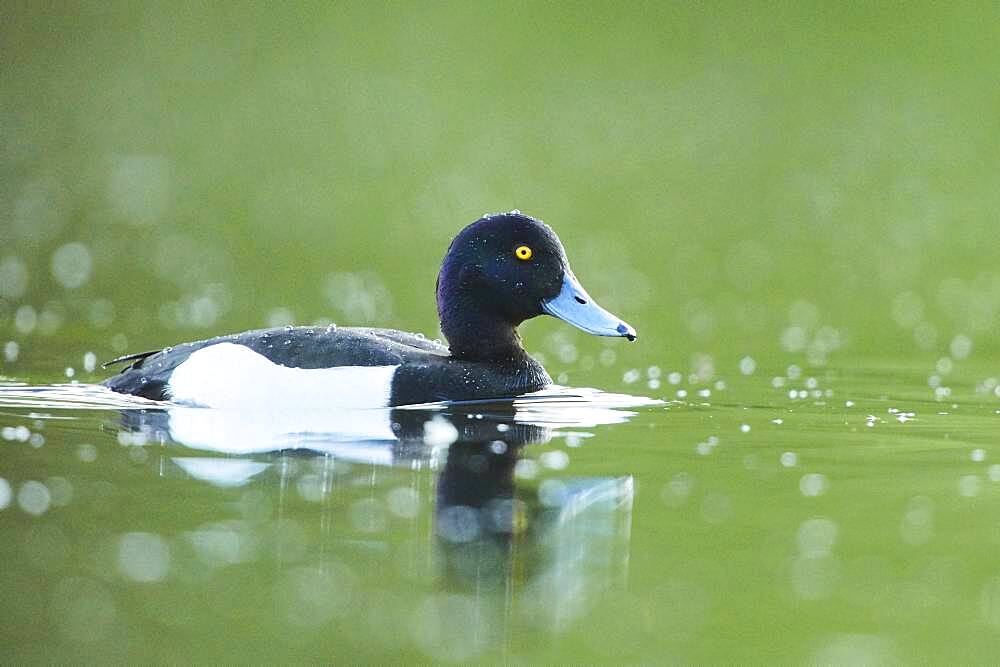 Tufted duck (Aythya fuligula) swimming on a lake, Bavaria, Germany, Europe