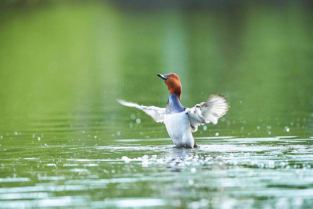 Common pochard (Aythya ferina), male, on a lake, Frankonia, Bavaria, Germany, Europe