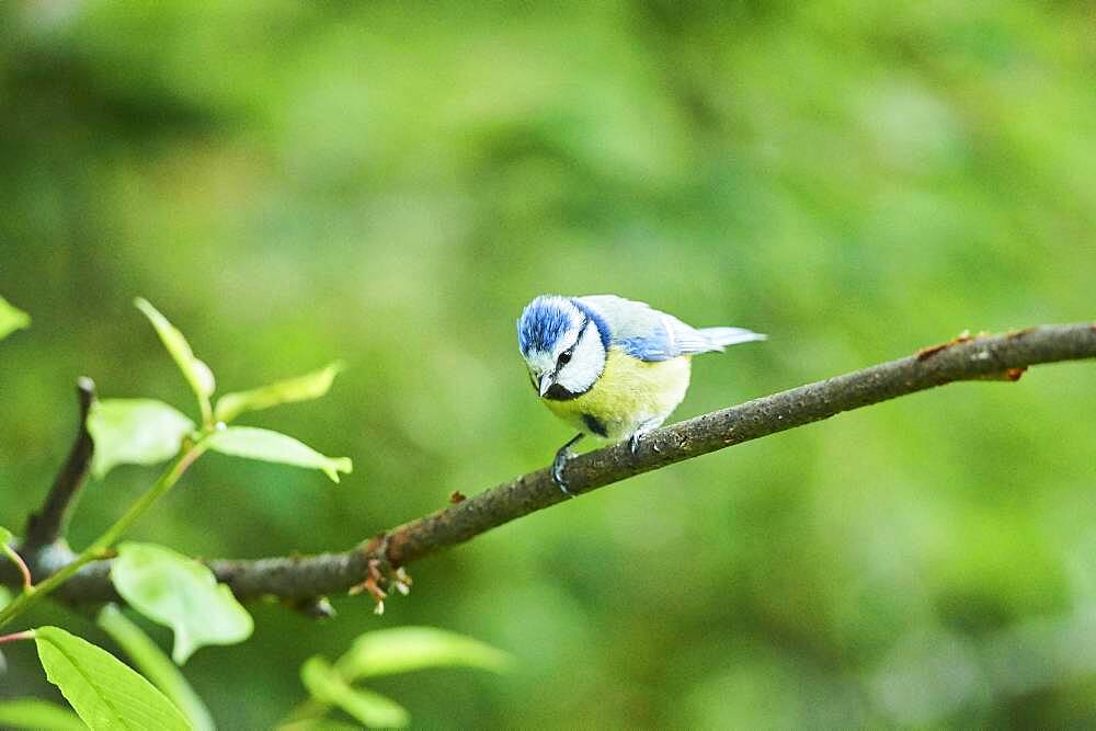 Eurasian blue tit (Cyanistes caeruleus) sitting on a little branch, Bavaria, Germany, Europe