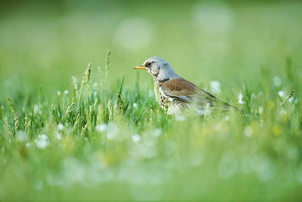 Fieldfare (Turdus pilaris) on a meadow, Bavaria, Germany, Europe