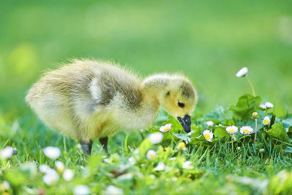 Canada goose (Branta canadensis) chick on a meadow, Frankonia, Bavaria, Germany, Europe