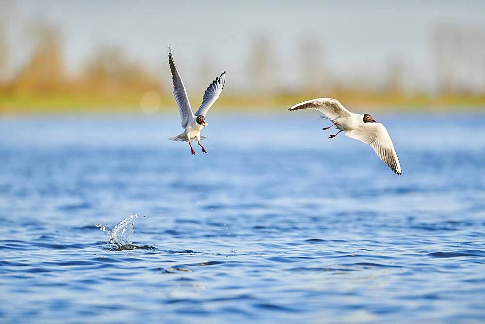 Black-headed gulls (Chroicocephalus ridibundus) flying above danubia river, Bavaria, Germany, Europe