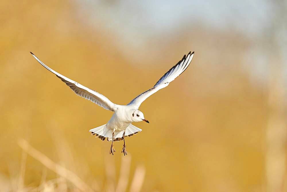 Black-headed gull (Chroicocephalus ridibundus) flying, Bavaria, Germany, Europe