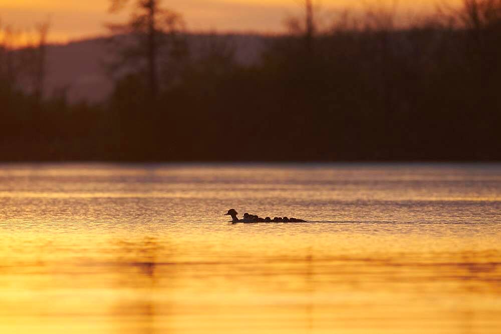 Common merganser (Mergus merganser) or goosander mother with her youngsters swimming in danubia river at sunset, Bavaria, Germany, Europe