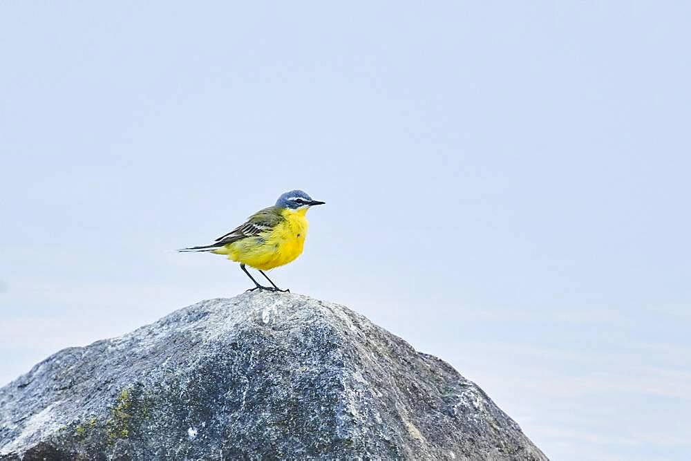 Western yellow wagtail (Motacilla flava) sitting on rock at danubia river in sunset, Bavaria, Germany, Europe