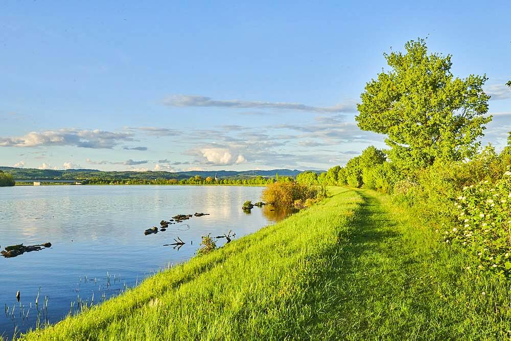 Wanderweg neben der Donau im Fruehling am Abend bei Kiefenholz, Vorderer Bayerischer Wald, Oberpfalz, Bayern, Deutschland
