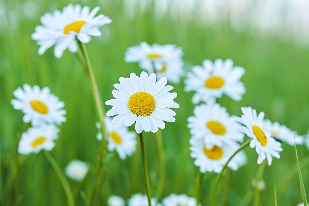 Marguerite (Leucanthemum vulgare) blooming in a meadow, Bavaria, Germany, Europe