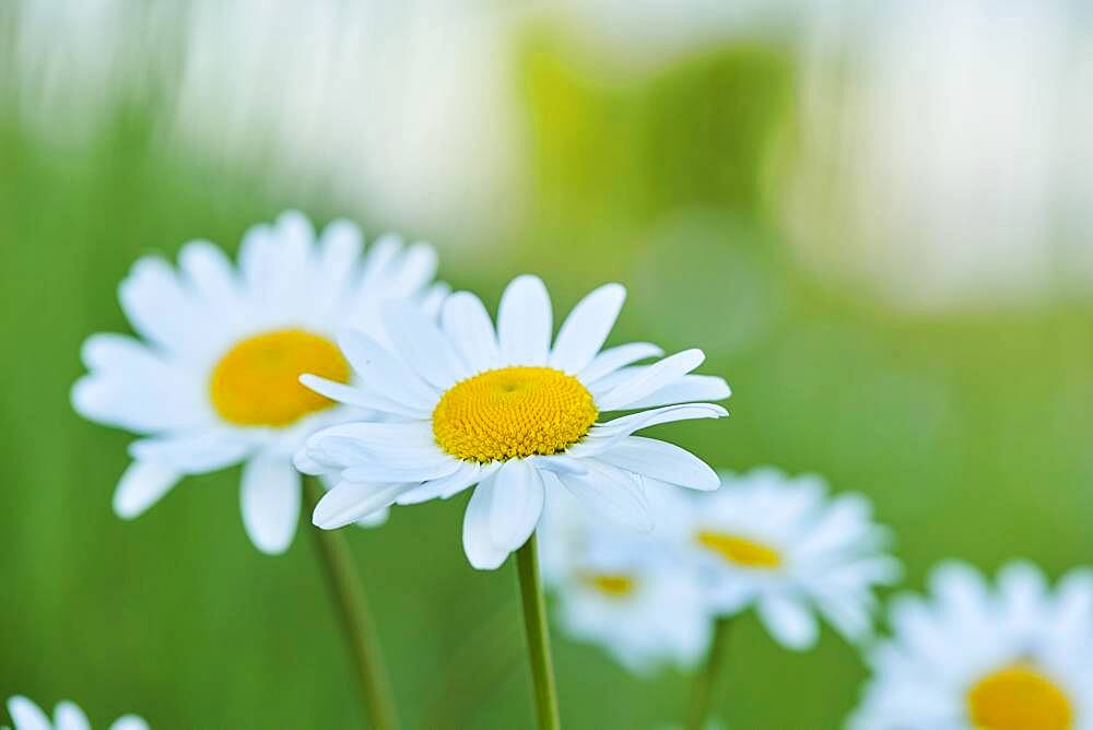 Marguerite (Leucanthemum vulgare) blooming in a meadow, Bavaria, Germany, Europe