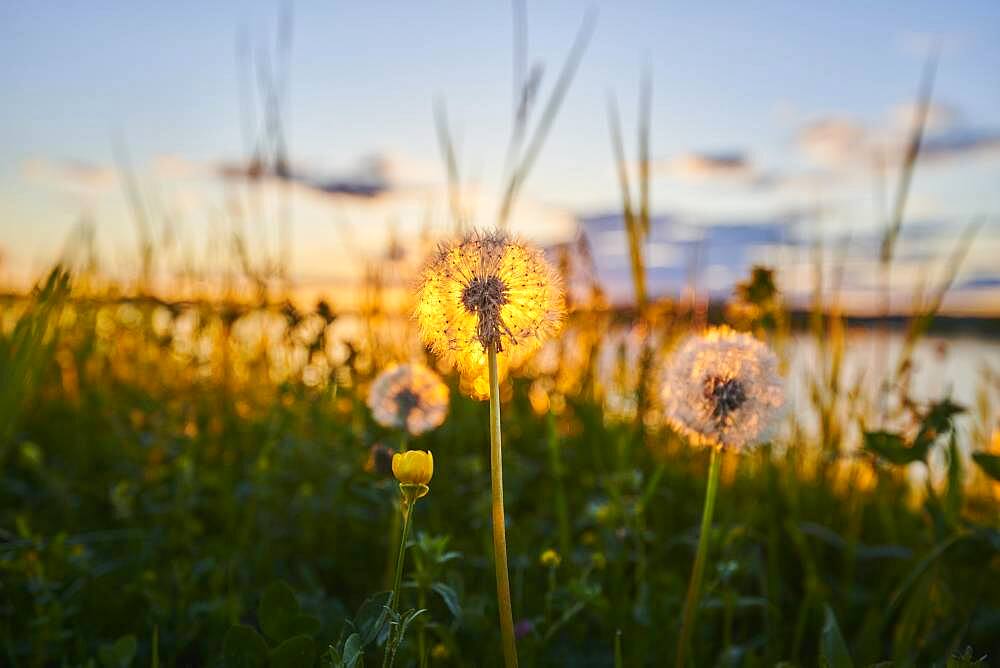 Common dandelion (Taraxacum sect. Ruderalia) seeds at sunset, Bavaria, Germany, Europe