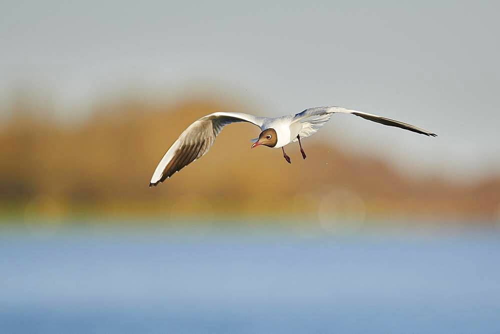 Black-headed gull (Chroicocephalus ridibundus) flying above danubia river, Bavaria, Germany, Europe