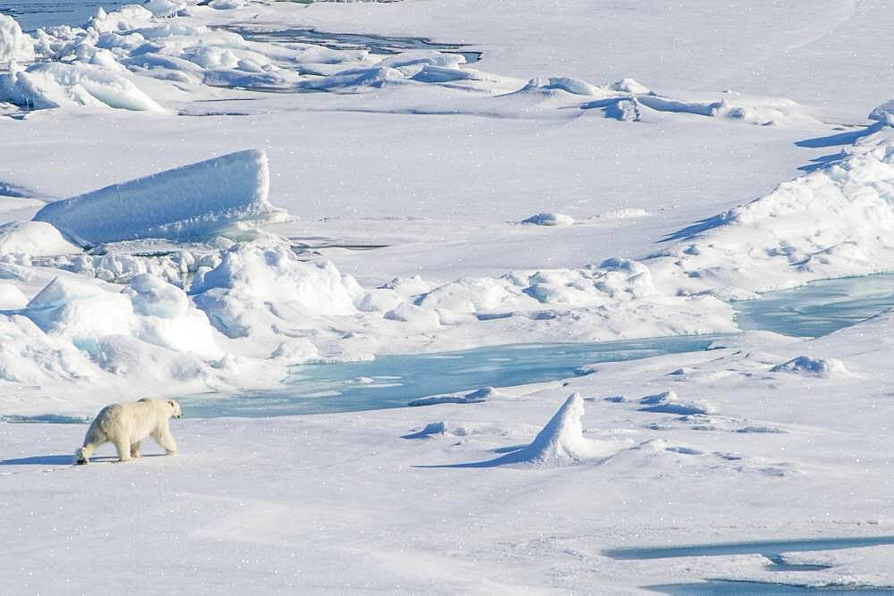 Polar bear (Ursus maritimus) in the high arctic near the North Pole