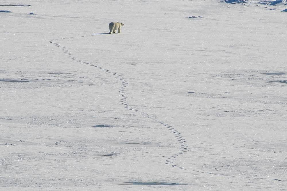 Polar bear (Ursus maritimus) in the high arctic near the North Pole