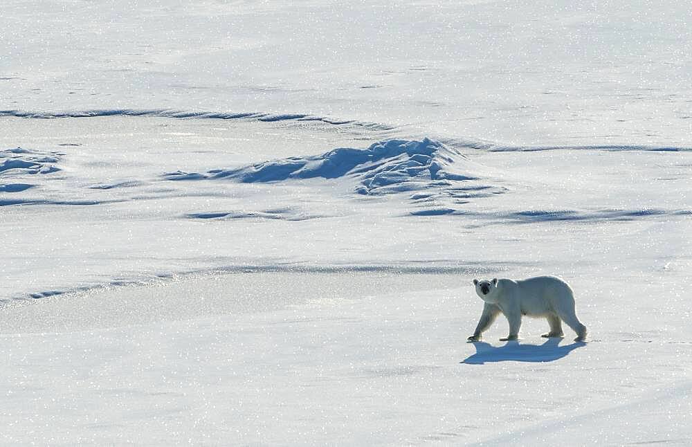 Polar bear (Ursus maritimus) in the high arctic near the North Pole