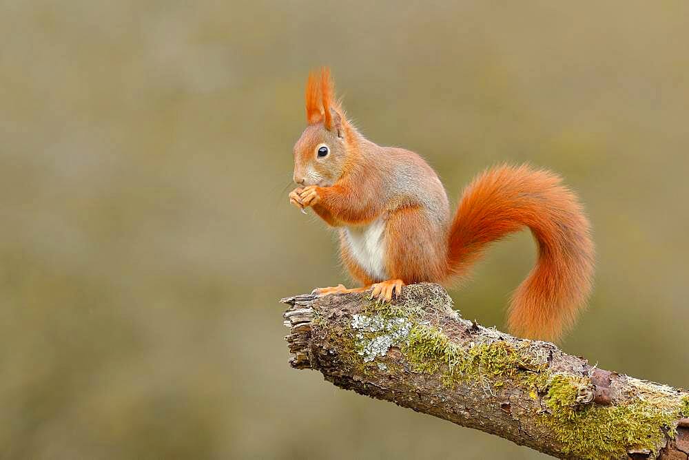 Squirrel (Sciurus vulgaris) sitting on a branch covered with moss, North Rhine-Westphalia, Germany, Europe