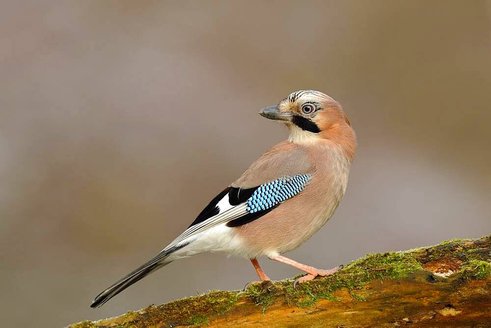 Eurasian jay (Garrulus glandarius), on branch, Wilden, Siegerland, North Rhine-Westphalia, Germany, Europe