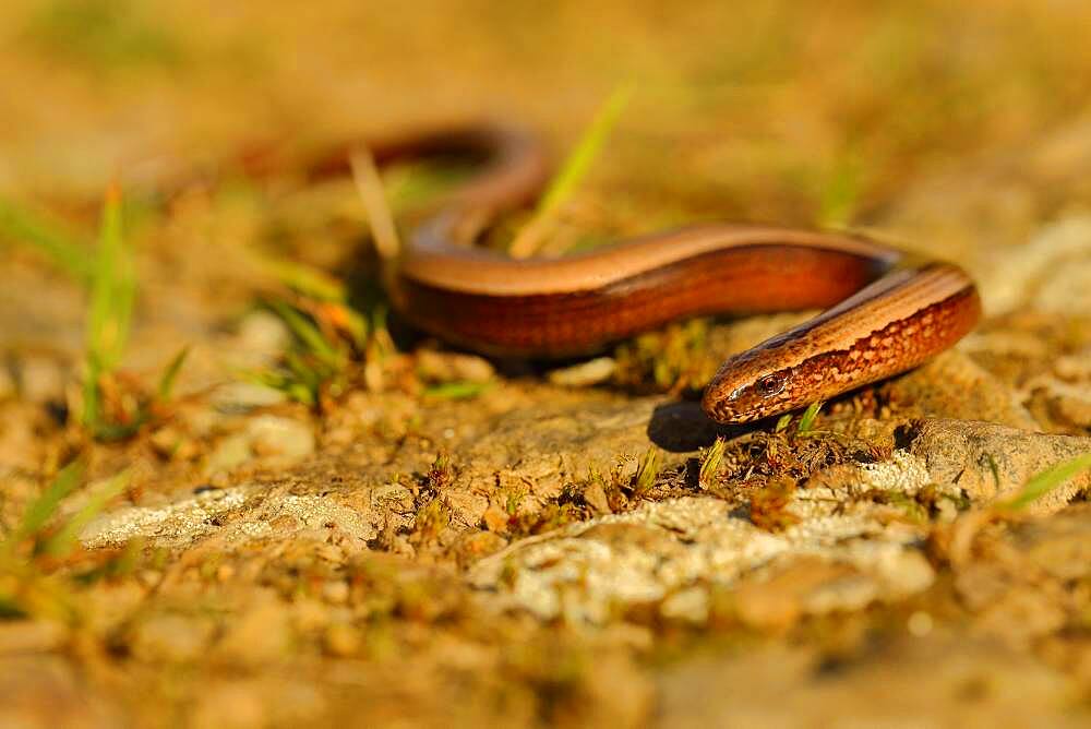 Slow worm (Anguis fragilis) crawls over stony ground, Wilden, North Rhine-Westphalia, Germany, Europe