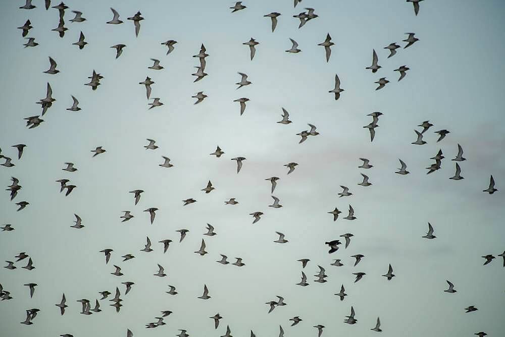 Flock of birds, near Esberg, Denmark, Europe