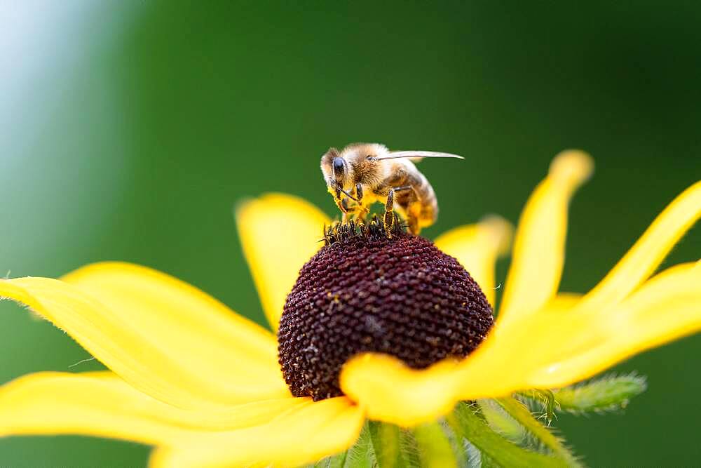 Honey bee (Apis mellifera) on yellow (Echinacea paradoxa) coneflower, Altona, Hamburg, Germany, Europe