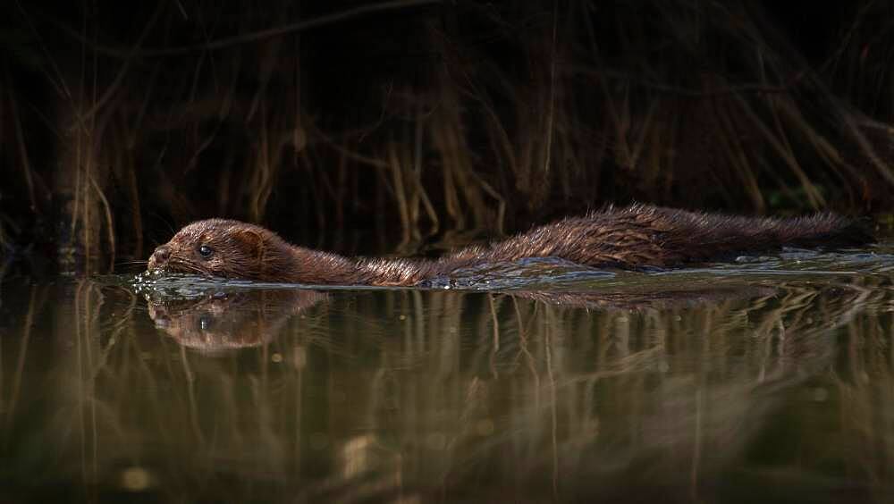 Mink, American Mink (Neovison vison), Brandenburg, Germany, Europe