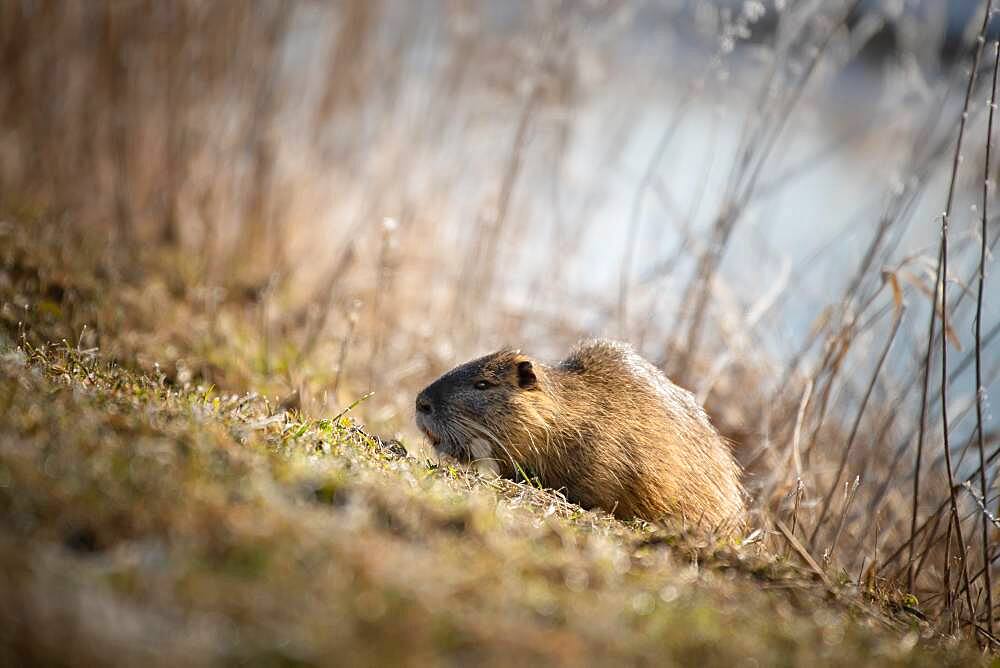 Nutria (Myocastor coypus), Prignitz, Brandenburg, Germany, Europe