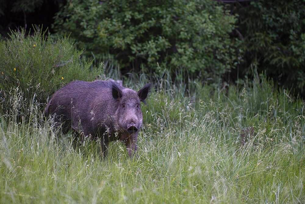 Boar in a clearing in summer, Wittlich, Rhineland-Palatinate, Germany, Europe