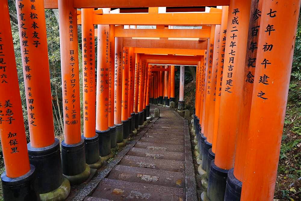 Famous torii gates on the path to Fushimi Inari Taisha shrine on Mount Inari in Kyoto, Japan, Asia