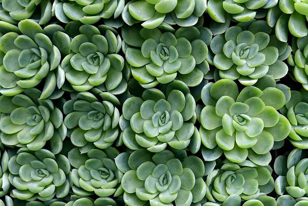 Arrangement of succulents, Echeveria, Germany, Europe