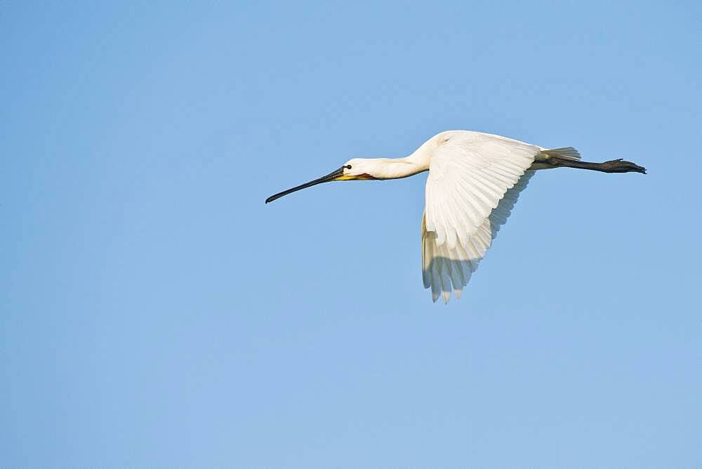 Spoonbill (Platalea leucorodia), flying, Langeoog, Lower Saxony, Germany, Europe