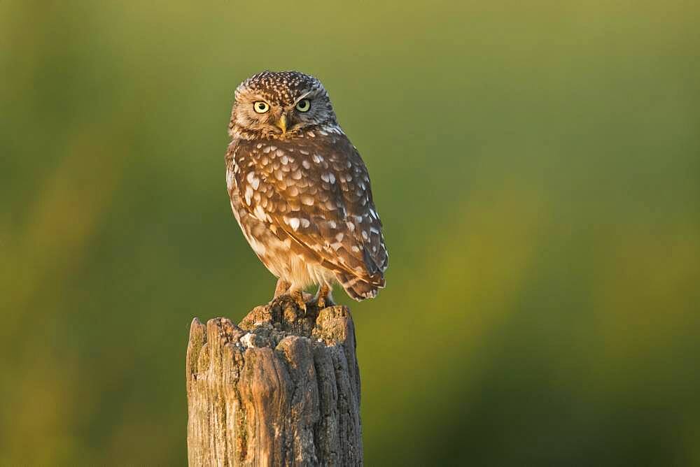 Little owl (Athene noctua), Emsland, Lower Saxony, Germany, Europe