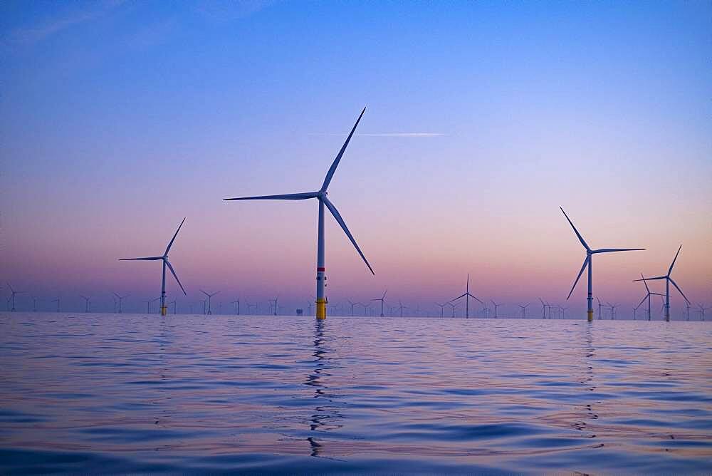 Norther Offshore Wind Farm near Knokke, at sunrise, Belgium, Europe