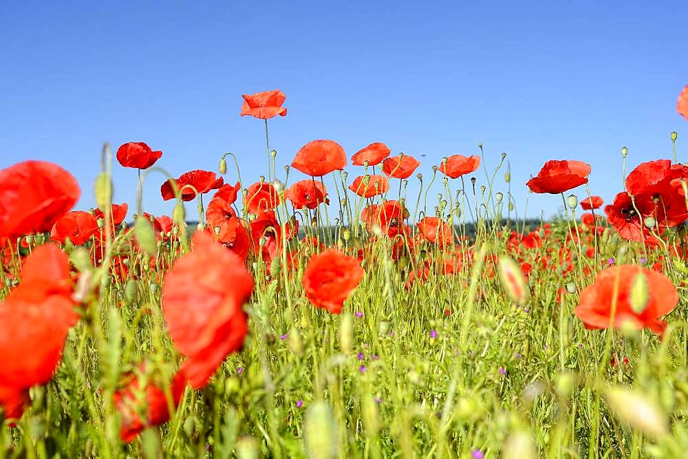 Poppy flower (Papaver rhoeas), corn poppy, poppy field Germany