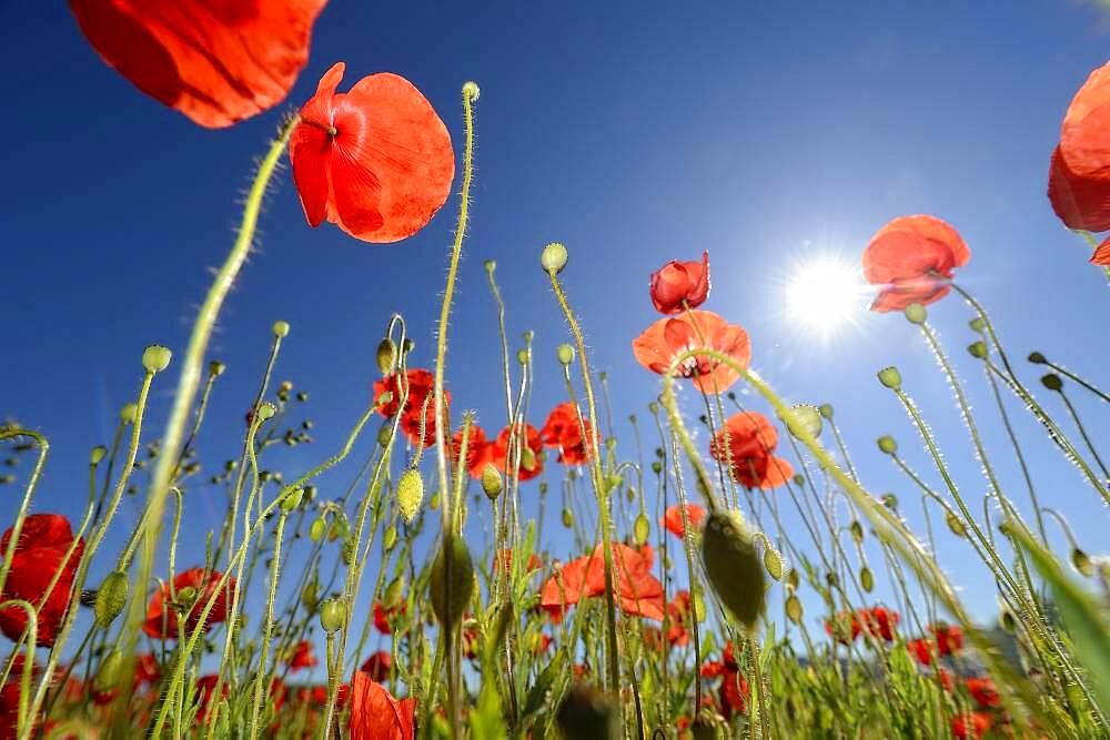 Poppy flower (Papaver rhoeas), corn poppy, poppy field Germany