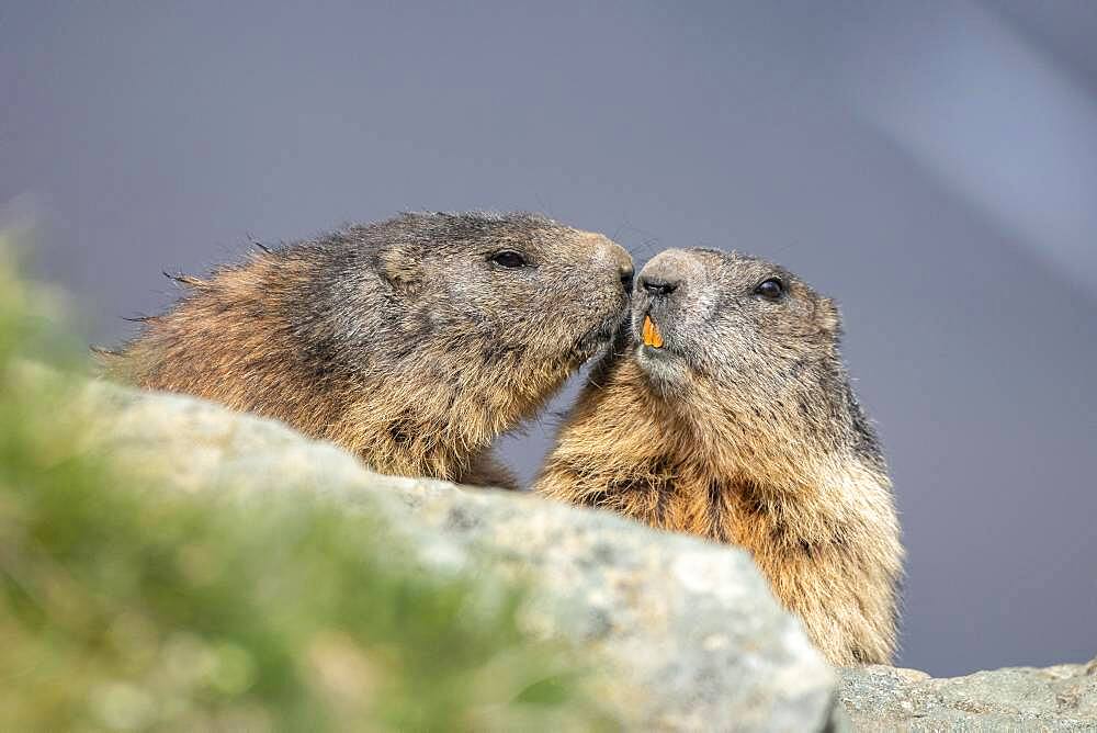 Two alpine marmots (Marmota marmota), kissing, Hohe Tauern National Park, Carinthia, Austria, Europe