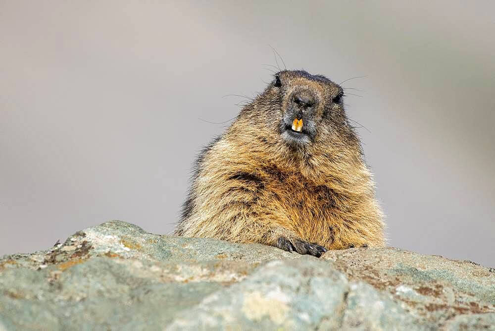 Alpine Marmot (Marmota marmota), Hohe Tauern Natonal Park, Carinthia, Austria, Europe