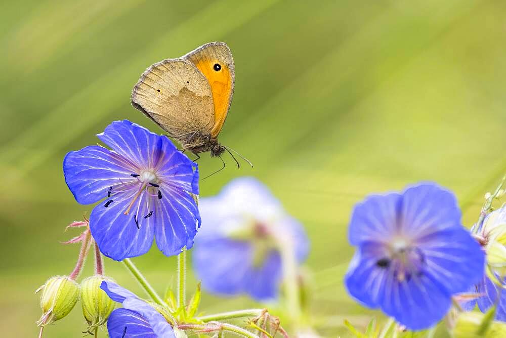 Meadow Brown (Maniola jurtina) on Meadow cranesbill (Geranium) (Geranium pratense) Hesse, Germany, Europe