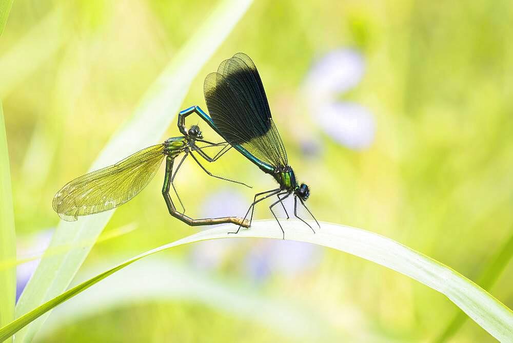 Banded demoiselles (calopteryx splendens), mating wheel on reed stalk, Hesse, Germany, Europe