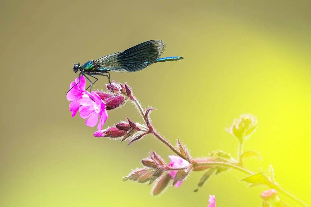 Banded demoiselle (calopteryx splendens), male, sitting on red campion (Silene dioica) red campion, Hesse, Germany, Europe