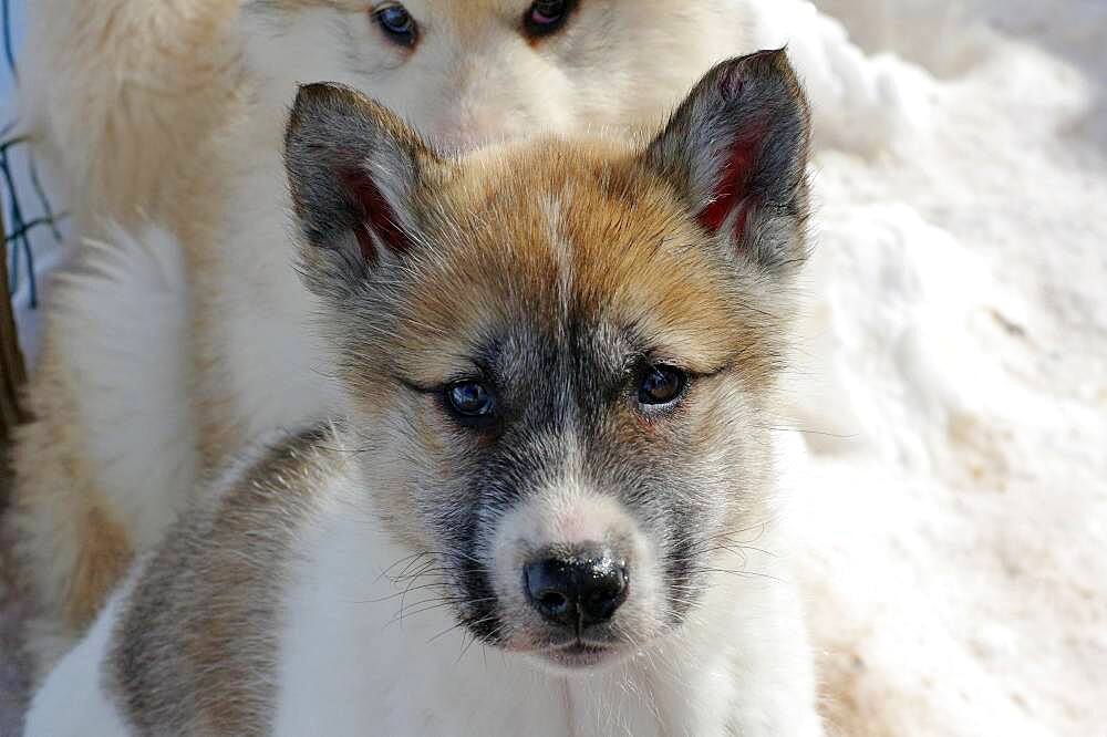 Young sledge dog, portrait, Sisimuit, Greenland, Denmark, North America