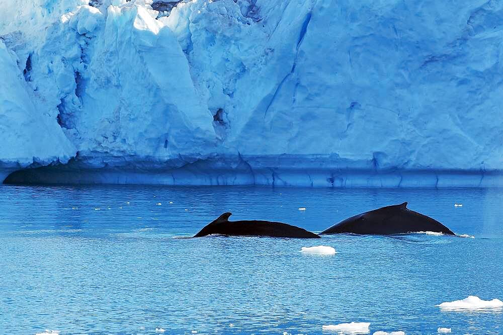 Two humpback whales, icebergs in the background, Disko Bay, Ilulissat, Greenland, Denmark, North America