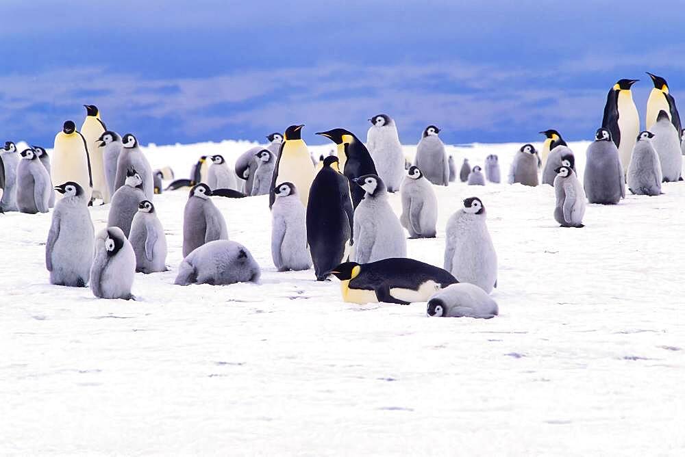 Emperor penguin (Aptenodytes forsteri) colony, Stancomb-Wills Glacier, Atka Bay, Weddell Sea, Antarctica