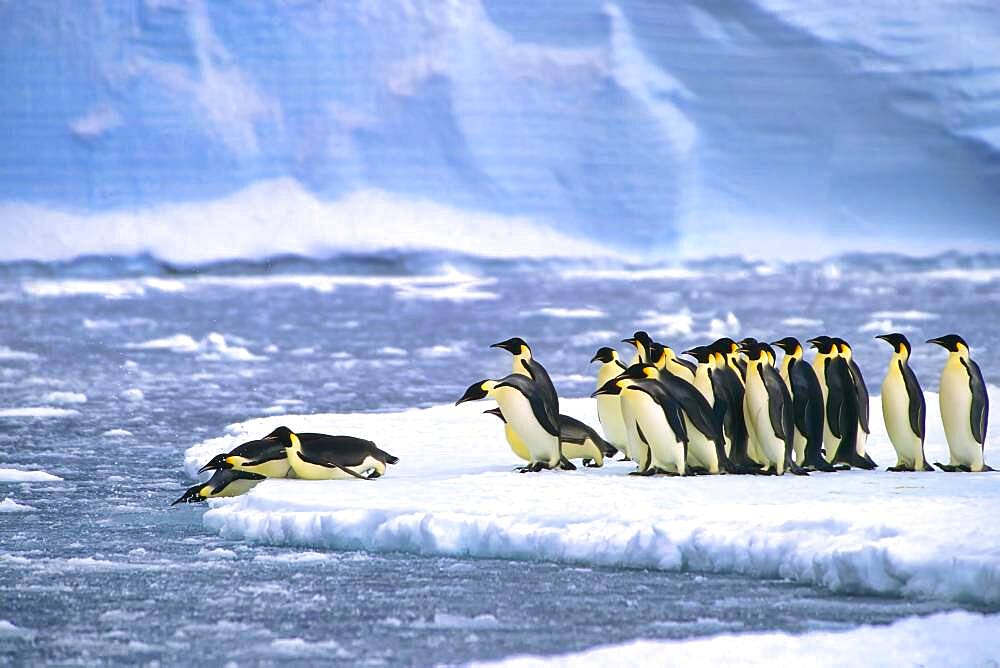 Emperor penguins (Aptenodytes forsteri) diving in the water near the German Neumayer Antarctic station, Atka Bay, Weddell Sea, Antarctica