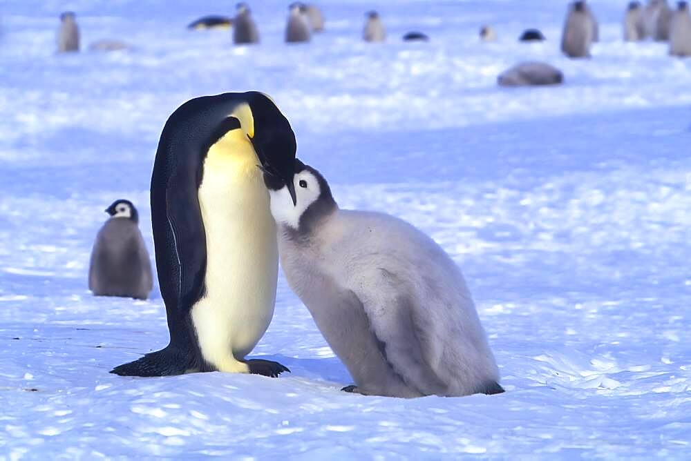 Juvenile Emperor penguin (Aptenodytes forsteri) being fed, Riiser-Larsen Ice Shelf, Queen Maud Land Coast, Weddell Sea, Antarctica