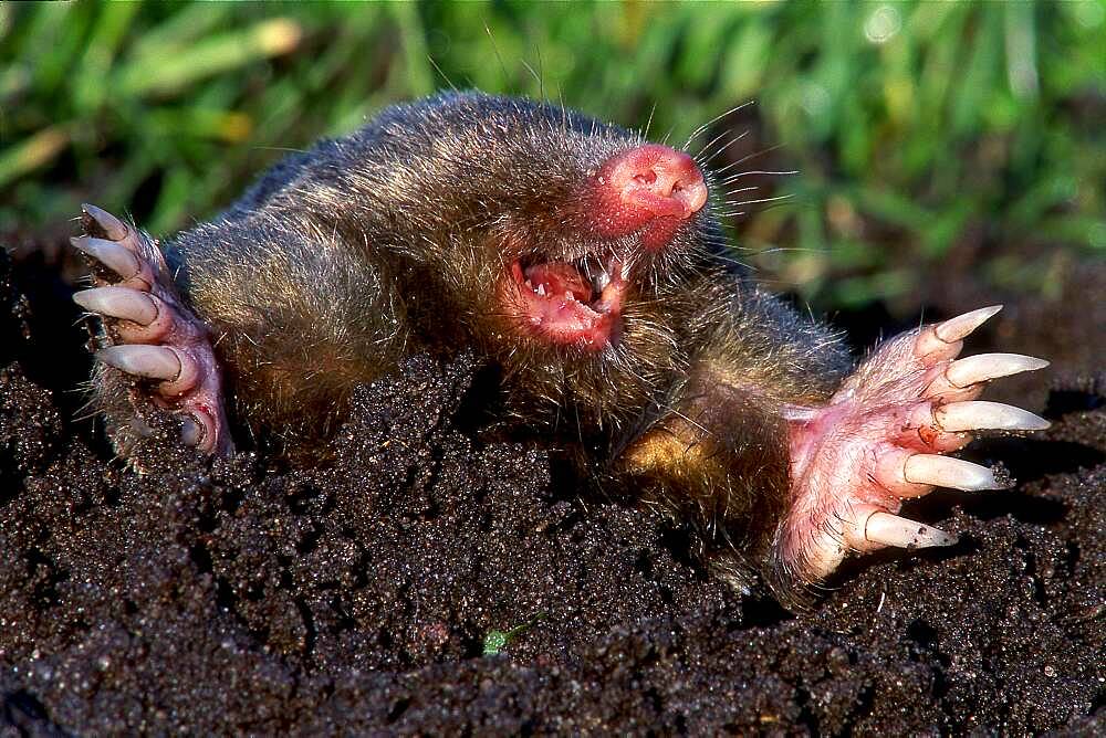 Mole European mole (Talpa europaea) looking out of the pile, North Rhine-Westphalia, Germany, Europe