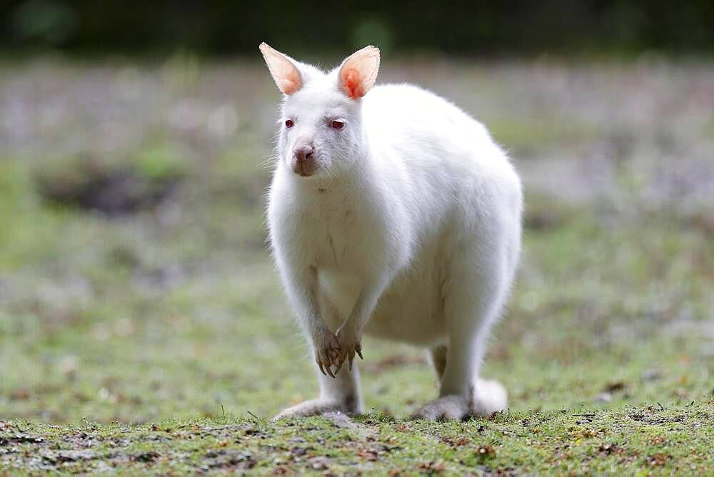 Red-necked wallaby (Macropus rufogriseus), animal portrait, albino, captive, Germany, Europe