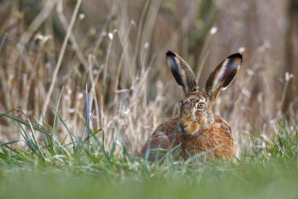 European hare (Lepus europaeus) resting in a meadow, Peene Valley River Landscape nature park Park, Mecklenburg-Western Pomerania, Germany, Europe