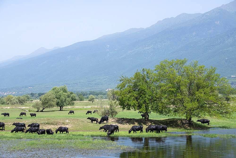 Asian water buffalo (Bubalus bubalis) grazing in wetland, Lake Kerkini, Macedonia, Greece, Europe