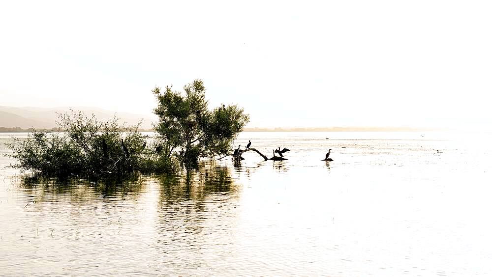 Sunset over Lake Kerkini, Cormorants sitting on trees, Macedonia, Greece, Europe