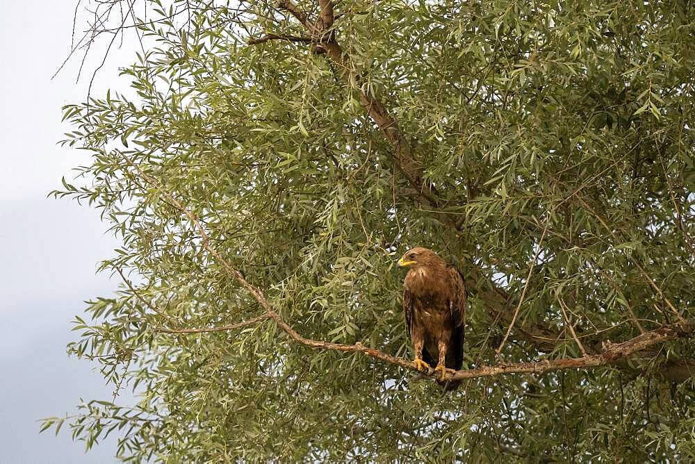 Long-legged Buzzard (Buteo rufinus), sitting on a branch, Lake Kerkini, Macedonia, Greece, Europe